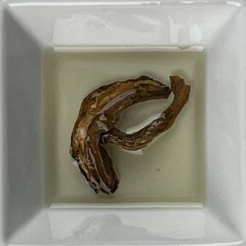 Steinpilz Öl